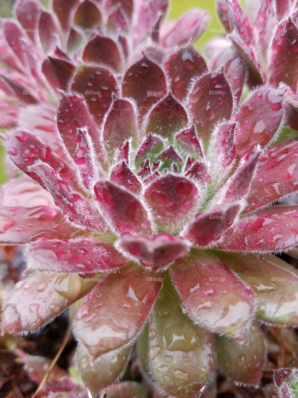 Macro succulent