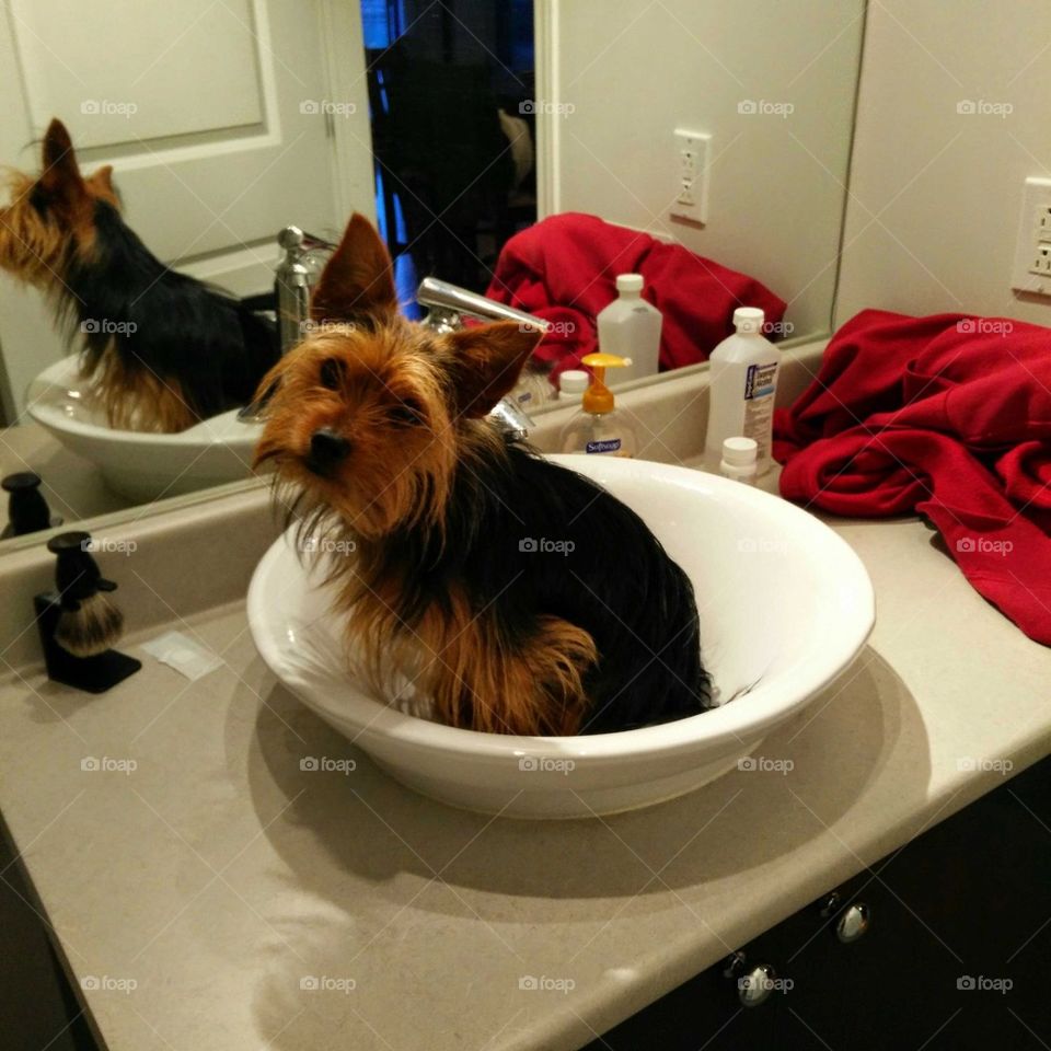 Yorkie in a Sink