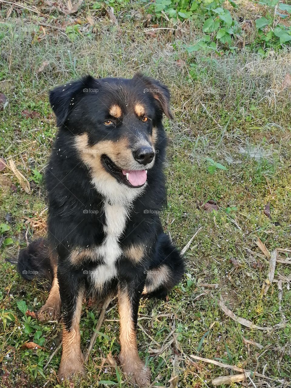 Dog sitting in relax position.
