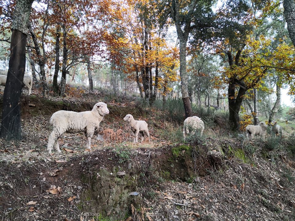 Sheeps, Trees, Nature, Castelo de Vide, Portugal