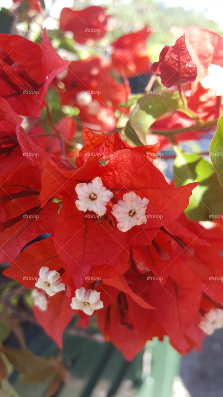 Close-up of red flowers