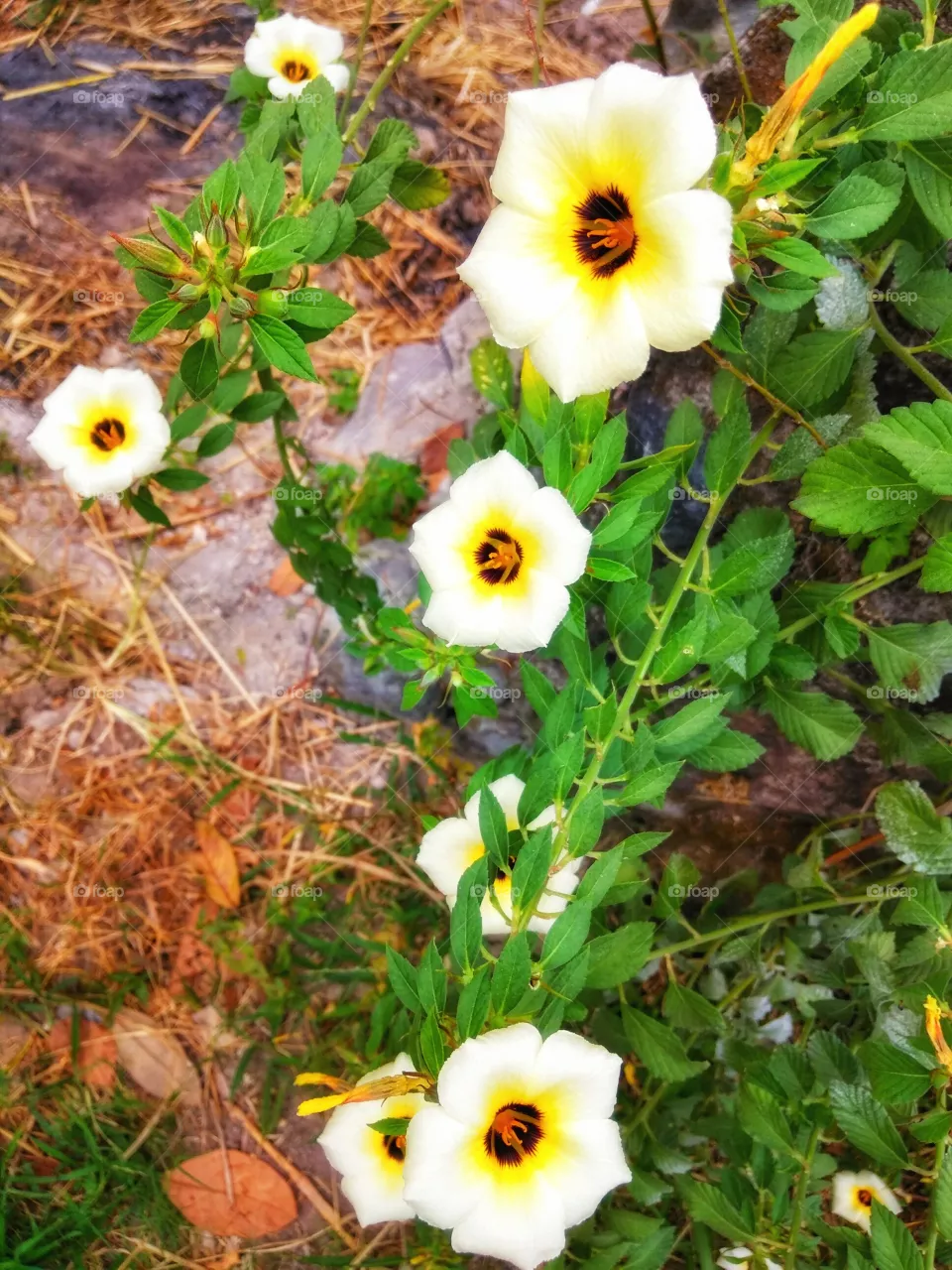 Flower