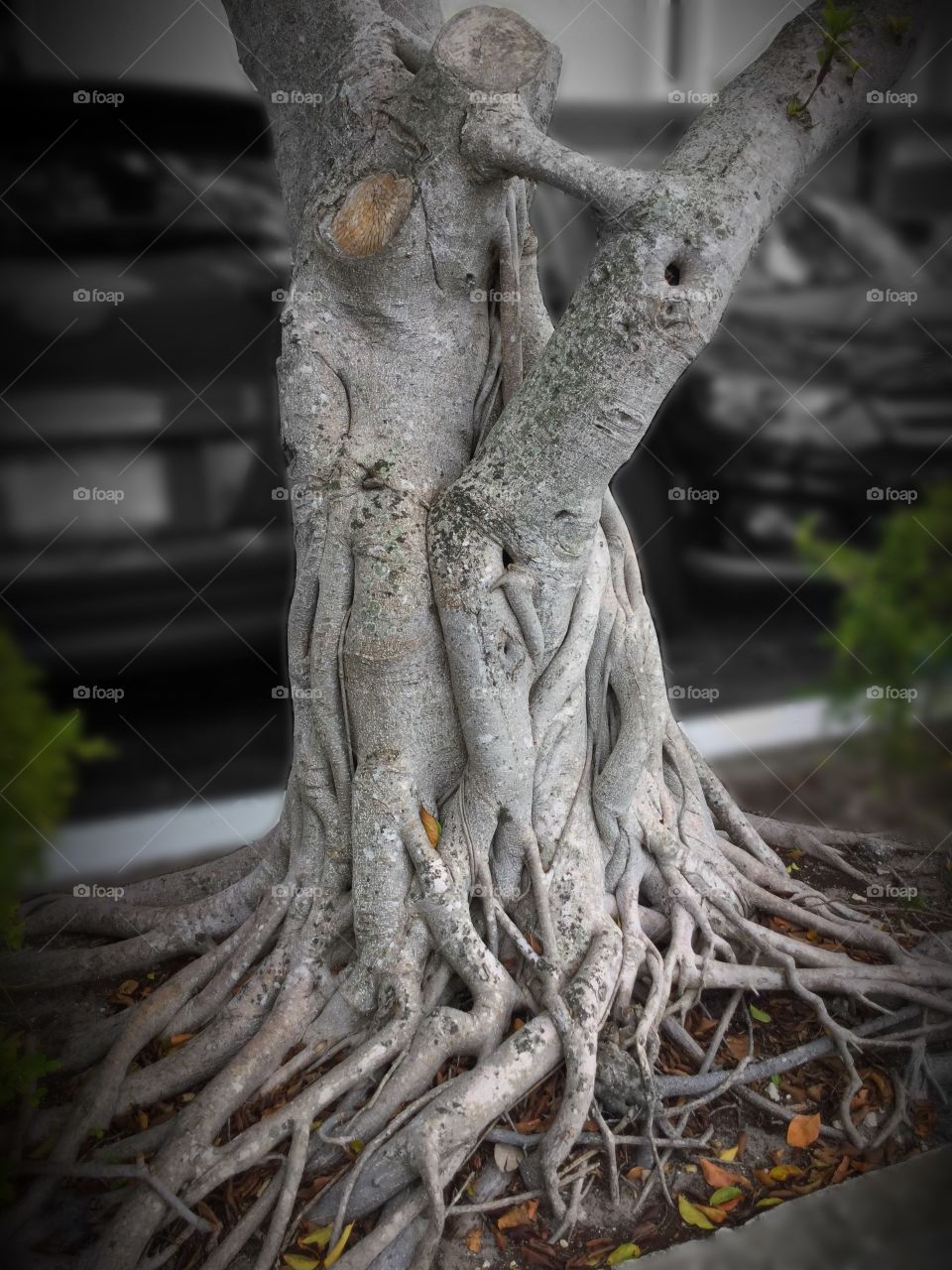 Love tree 