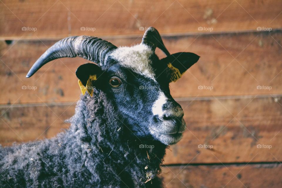 Sheep with horns