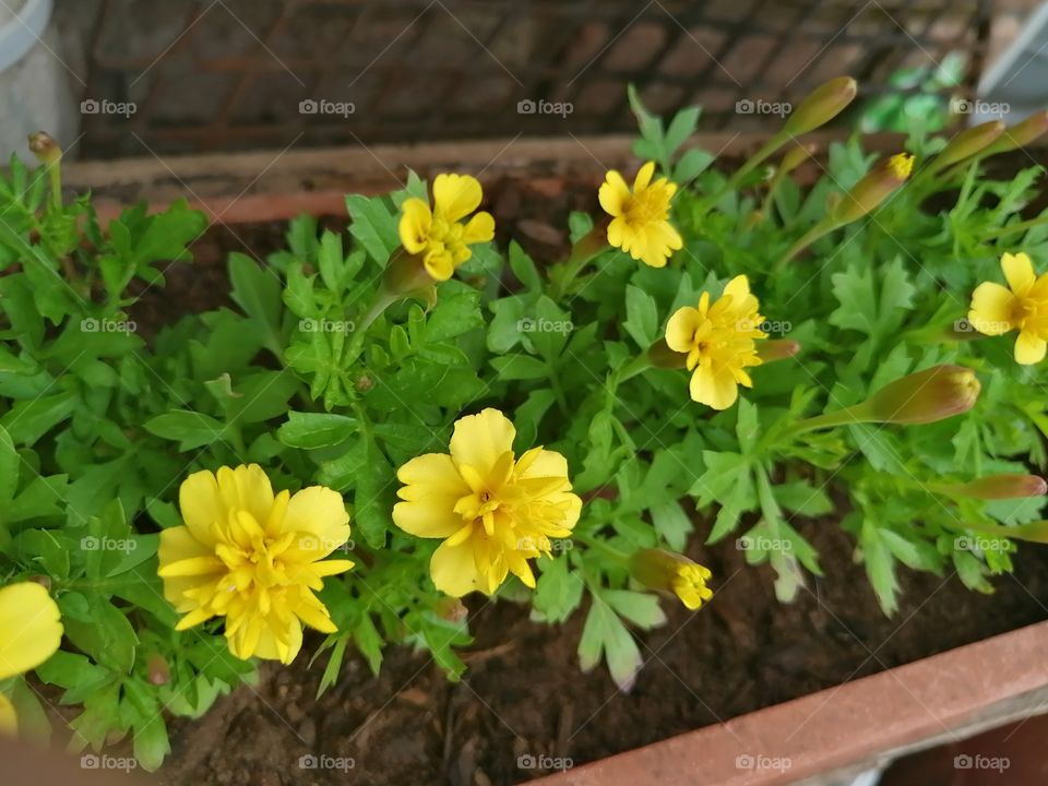 Potted yellow