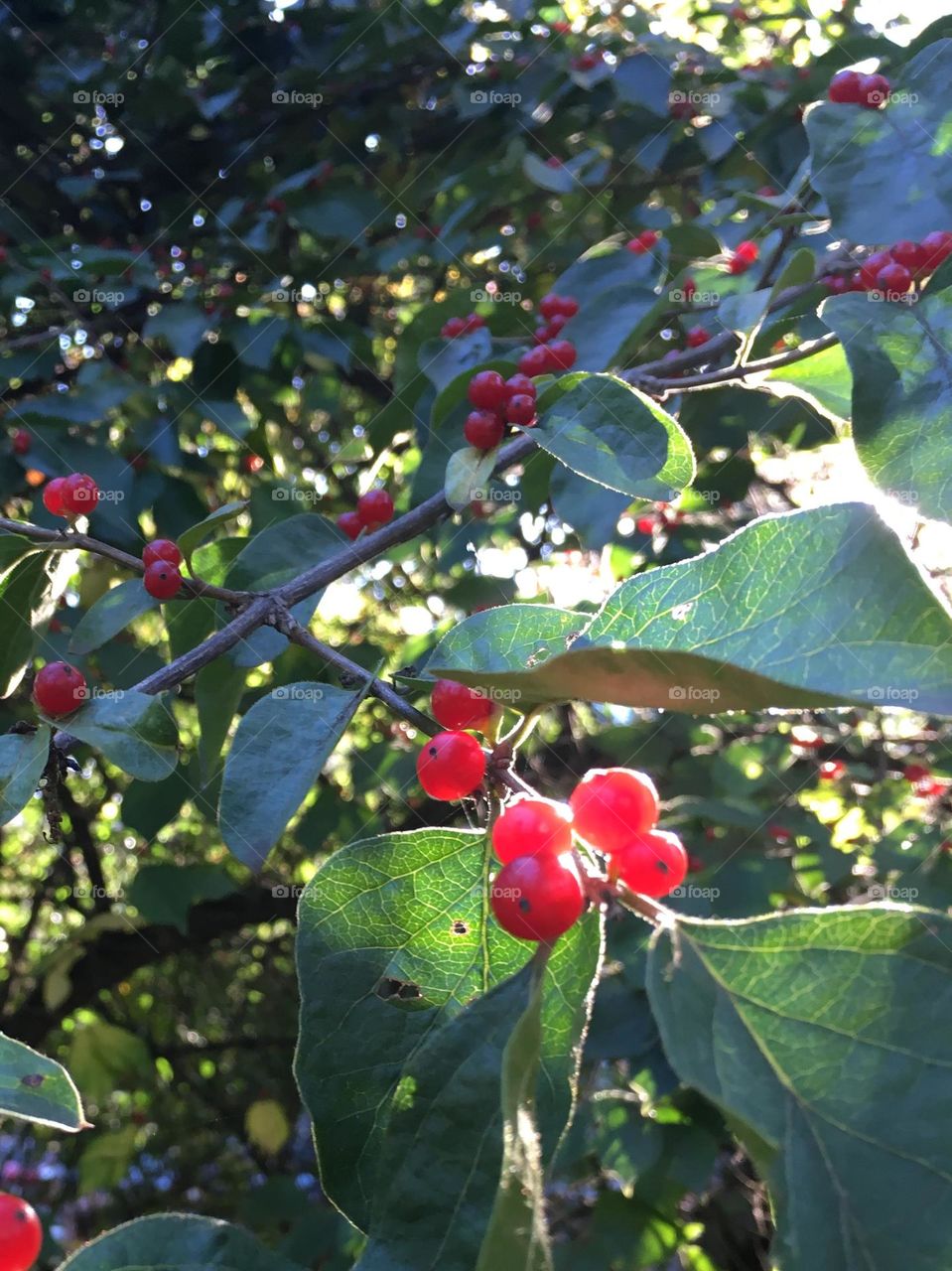 Red berries 