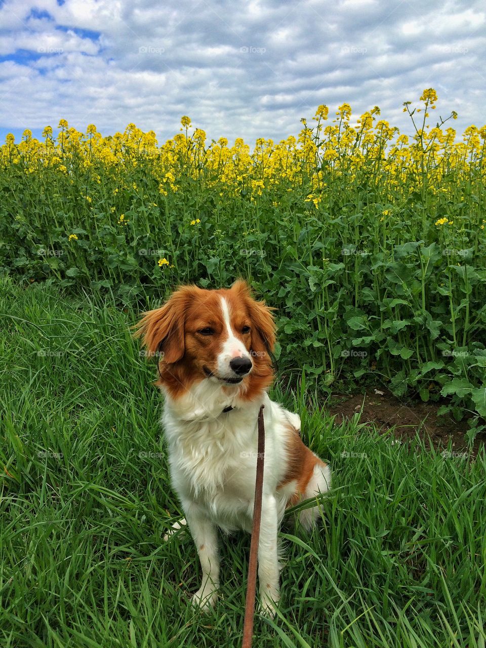 Dog in yellow