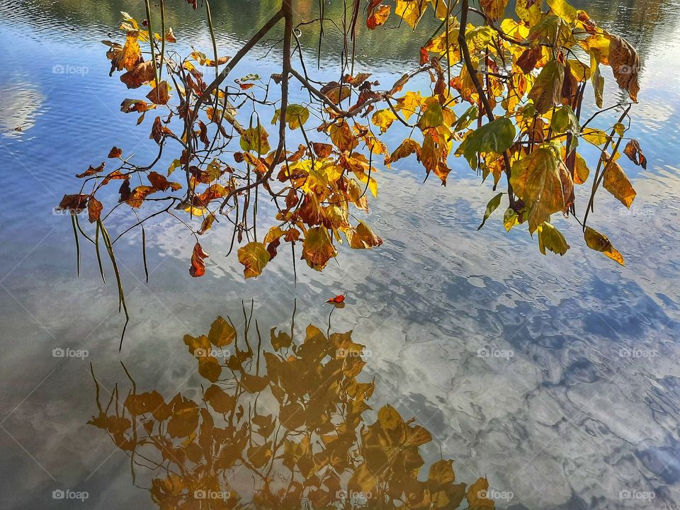 The leaves are reflected in the water 🍂🌊 Autumn.