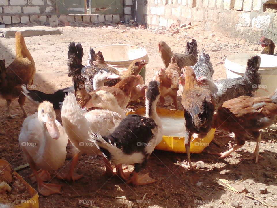 Poultry, Bird, Hen, Livestock, Chicken