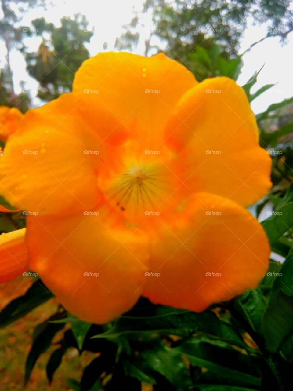 Keep blooming to beautify the nature