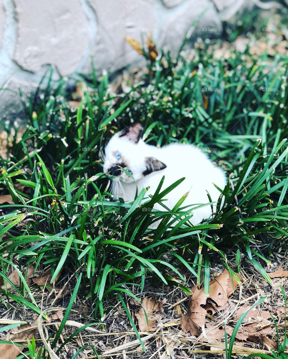 Hello, My name is sparkles. 💕