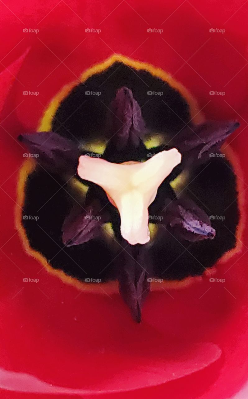 intricate and beautiful