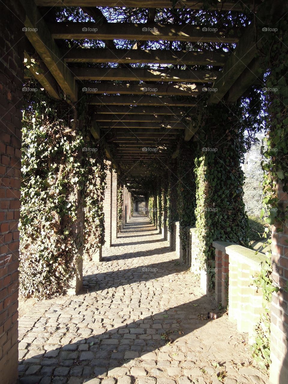 Sunlight on pergola