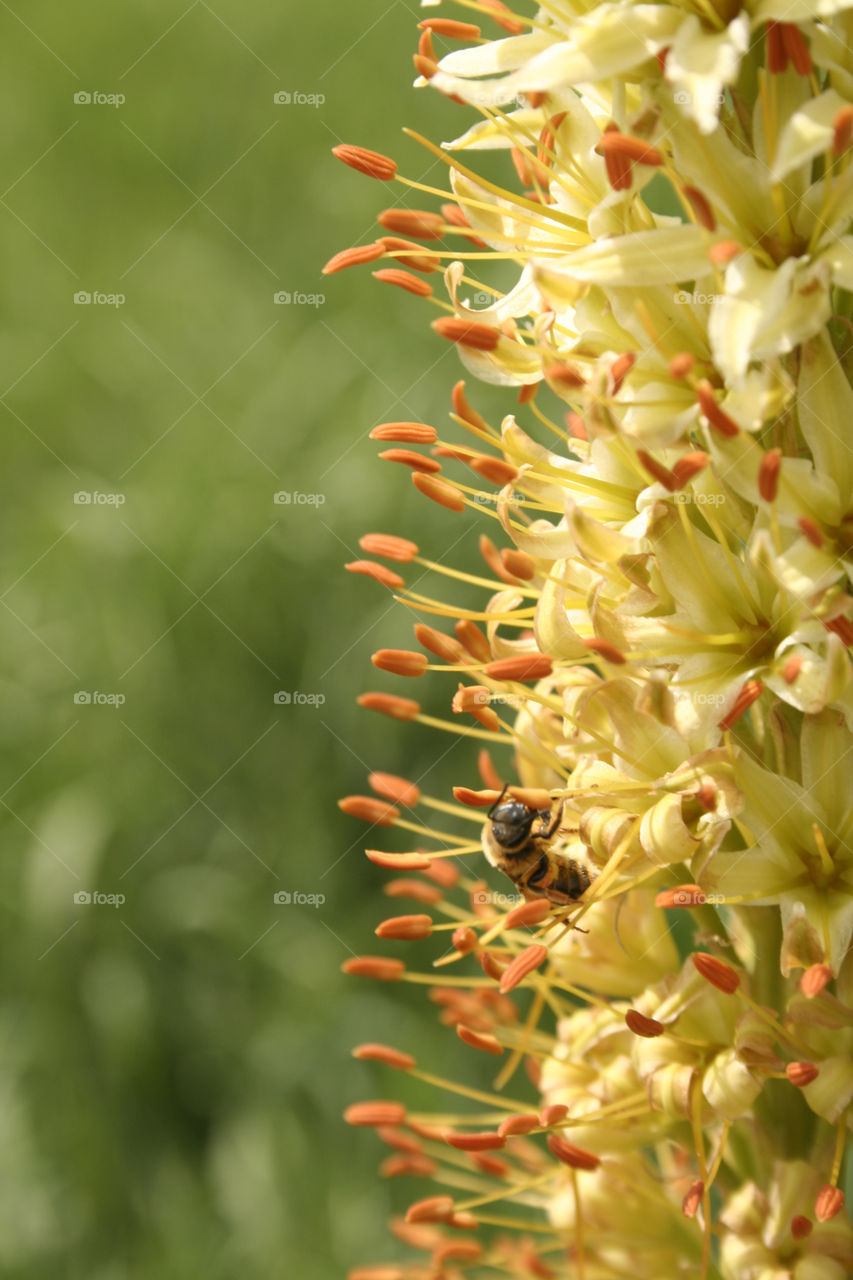 flower iran dashte lar honey bee by nader_esk