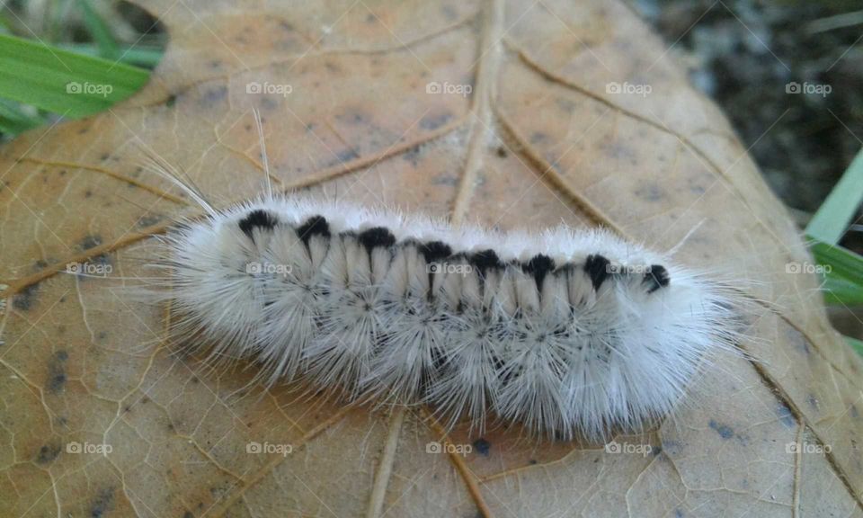 Caterpillar