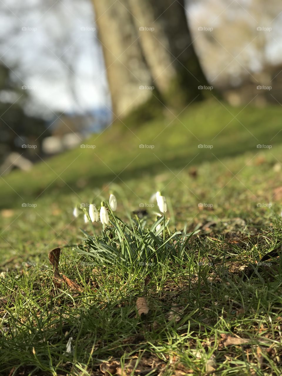 Little white Snowdrops blossoming in the grass in a favourite garden park. Will be visiting tomorrow again to get my Spring On with more flower shots! 🌷