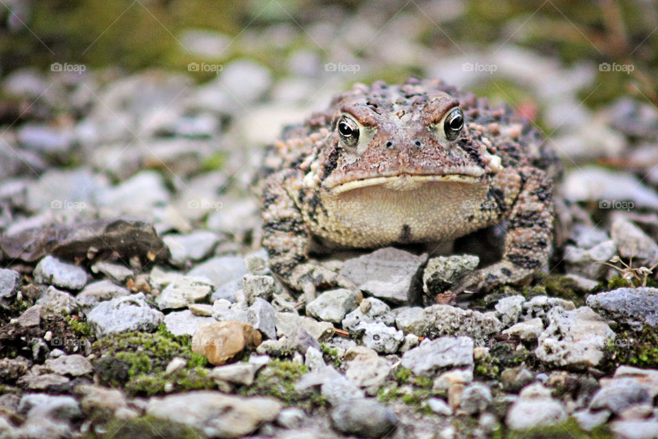 Toad