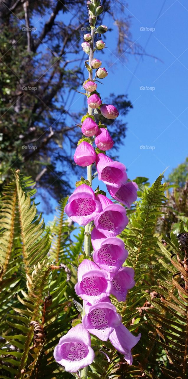 Foxglove