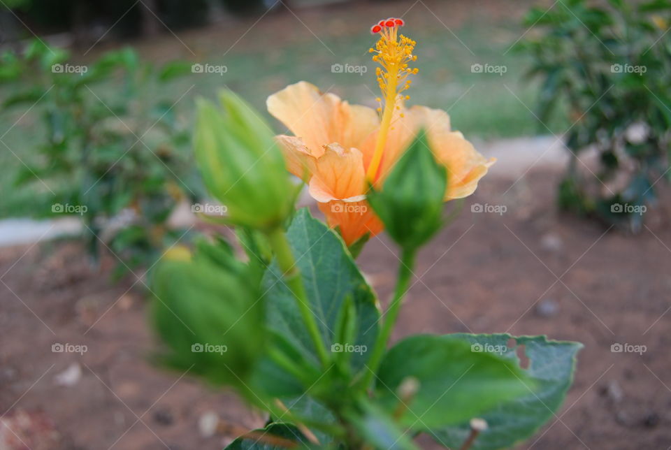 No Person, Nature, Leaf, Flower, Garden