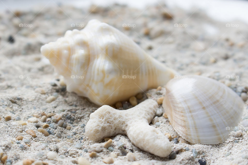 Sea shells in the sand