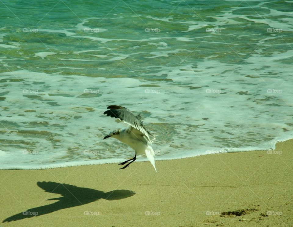 seagull landing 