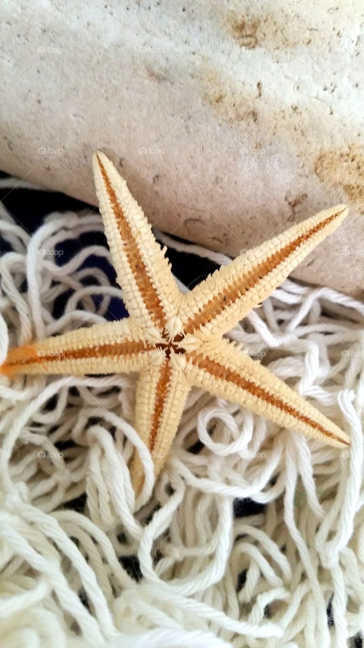 Starfish