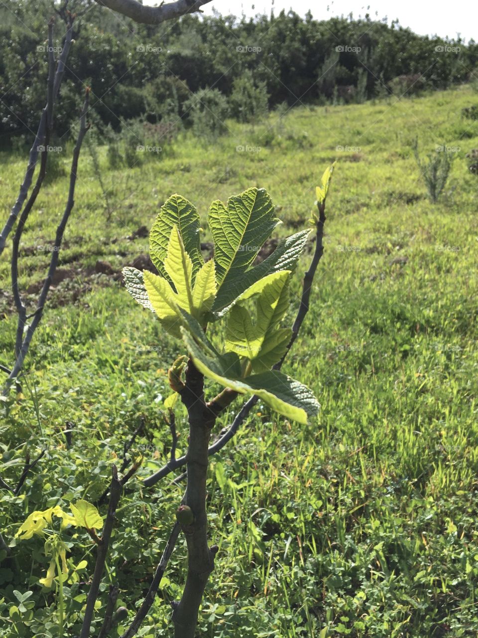 New leaves on fig tree