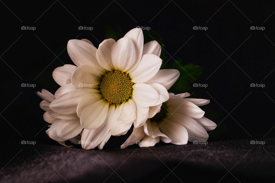 white flower 