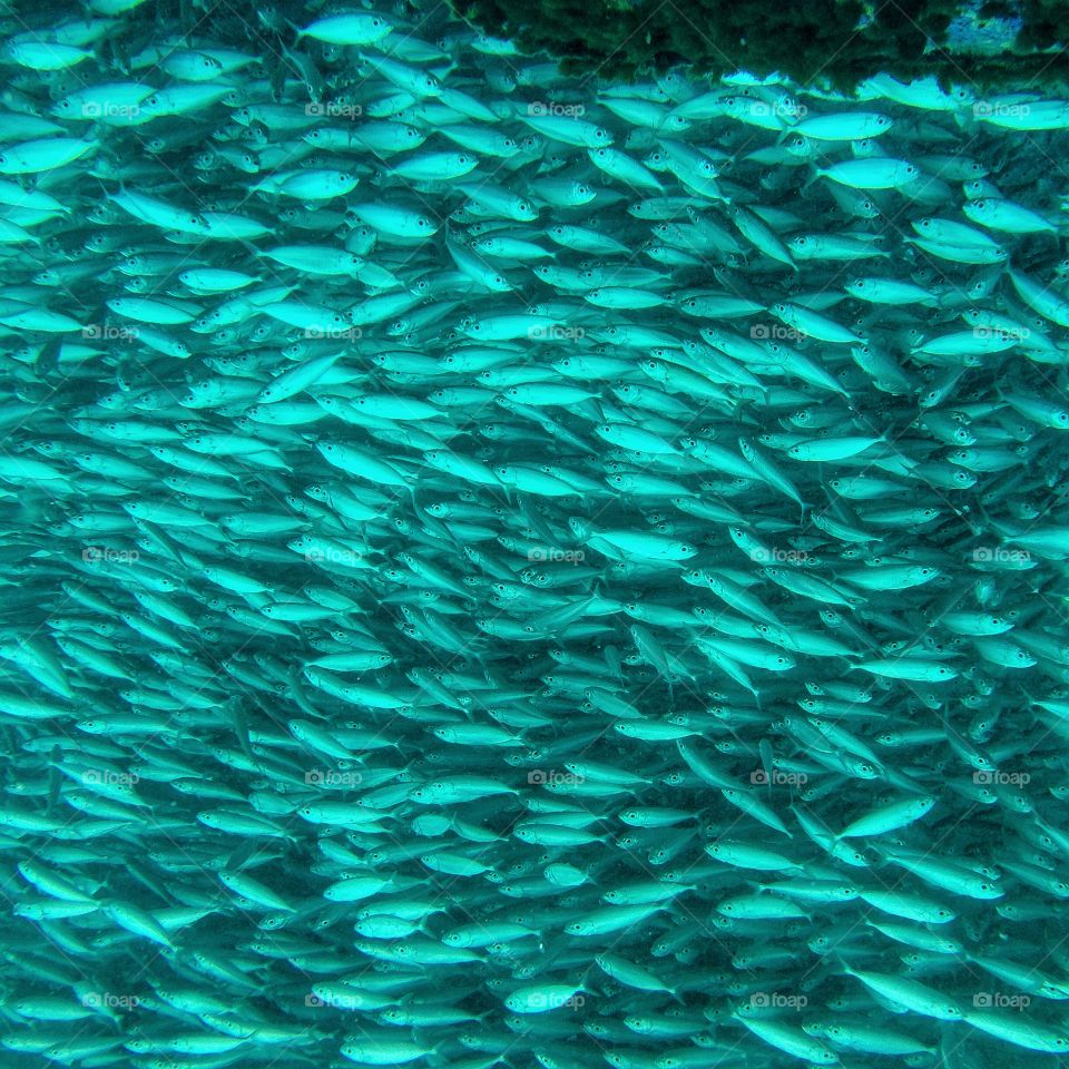 Underwater school of fish