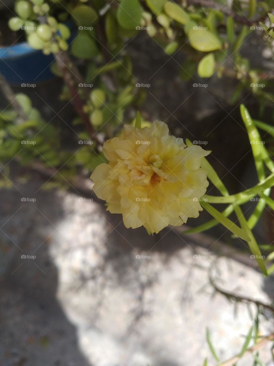 yellow flower seasonal fresh shurb small size looks very beautiful generally found everywhere