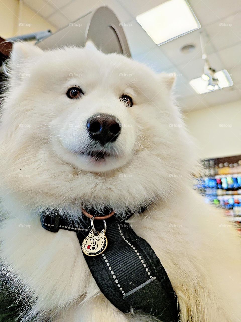 Animals. Big white dog with a smile in the store. Breed Samoyed. On the dog's neck is a collar with a keychain in the shape of a dog