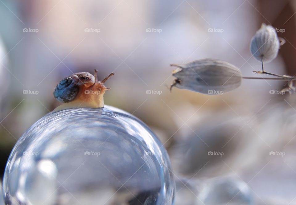 Snail 