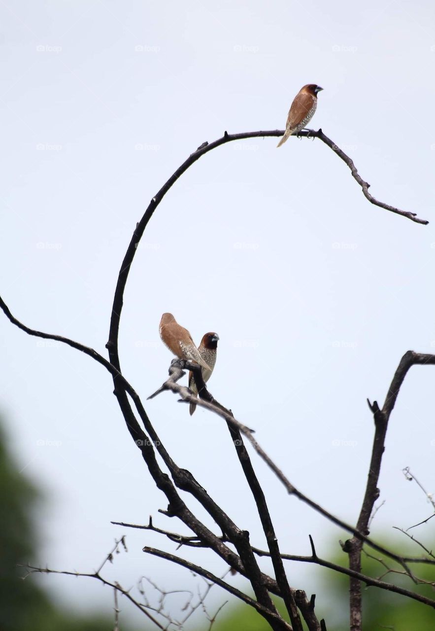 Scally breasted munia. Distancing colony munia at the dryng scrub with others. They perch along the day and had crazy number group gathering at the times.