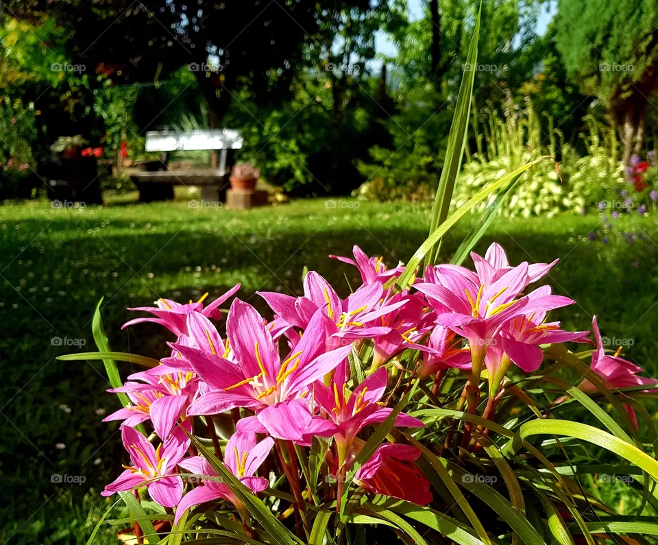 garden