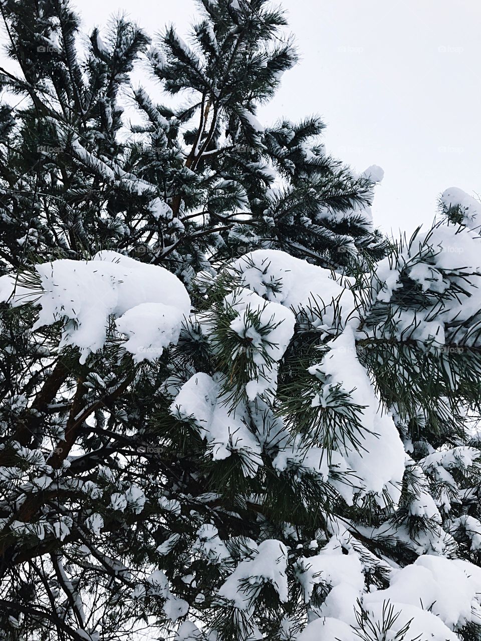 Winter forest 