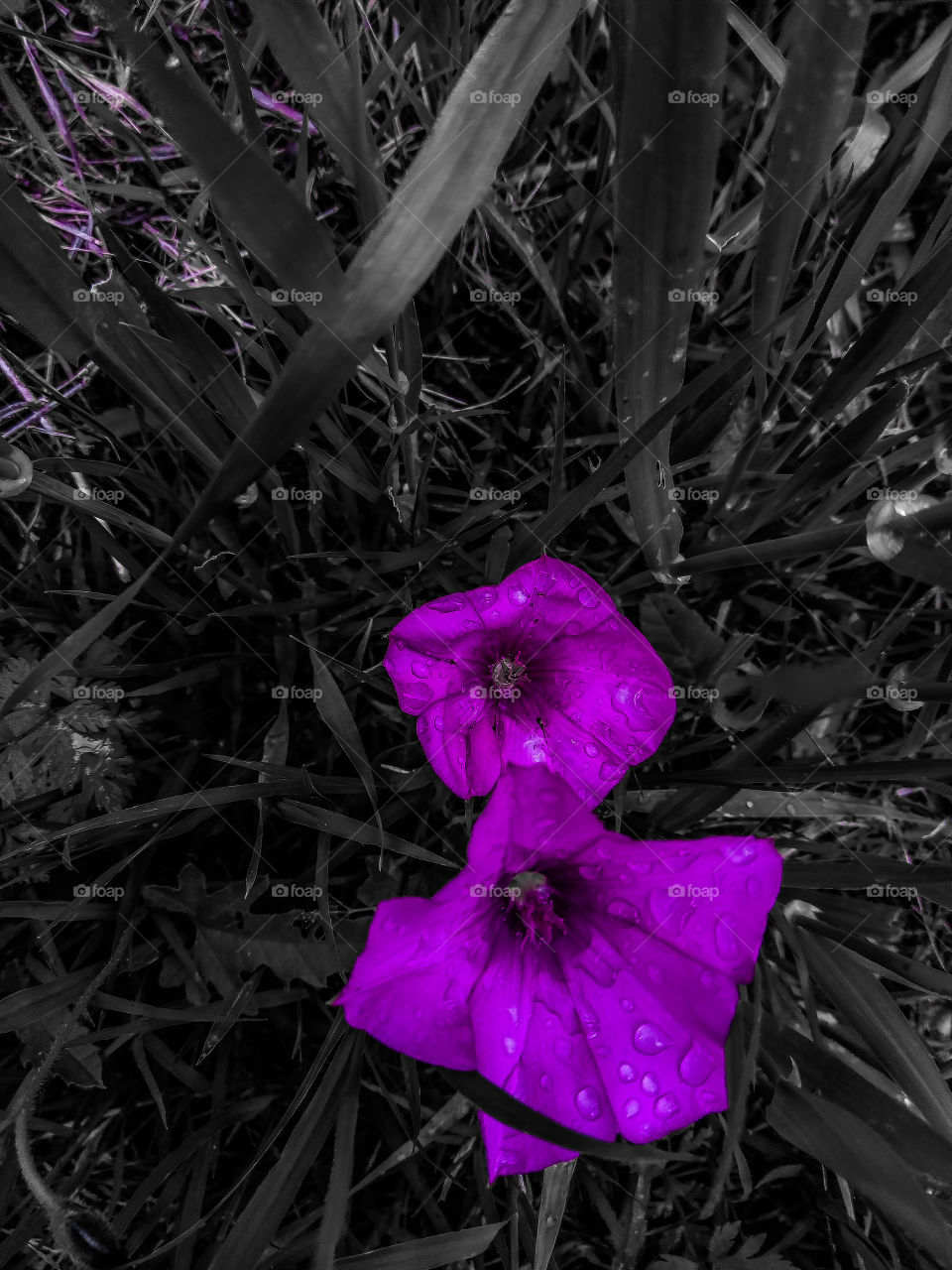 purple color story