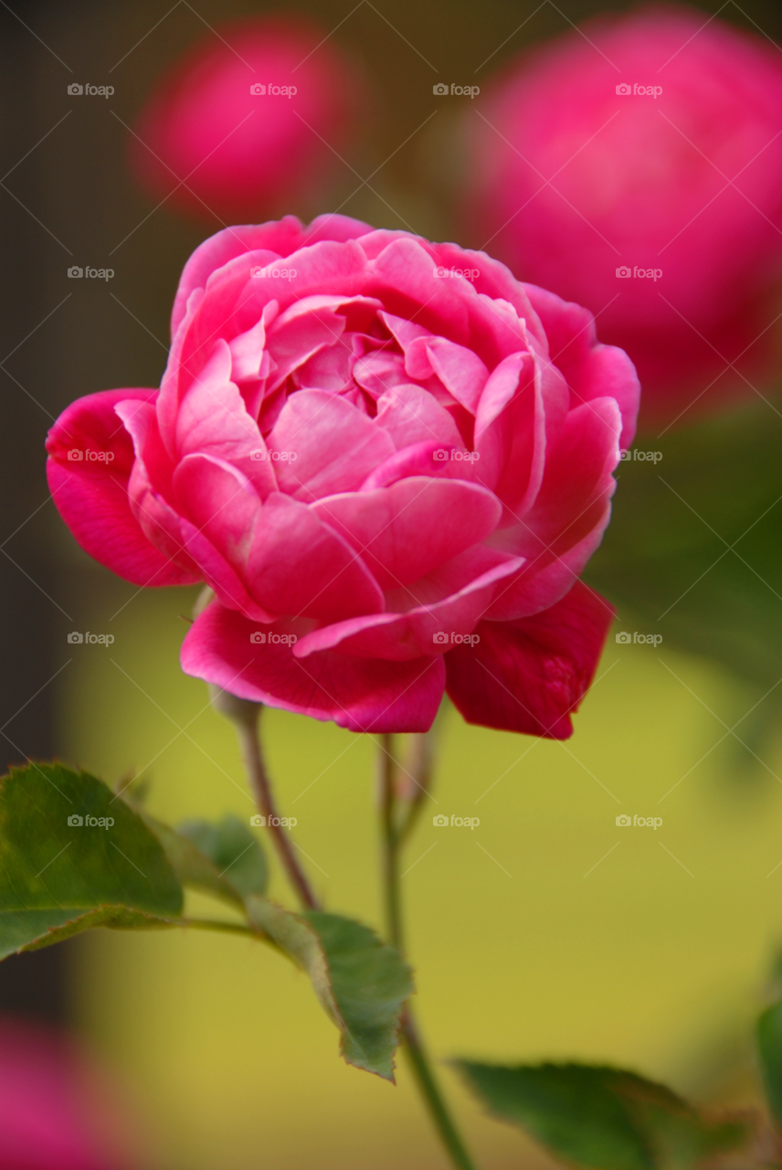 rosé pink rose by lightanddrawing