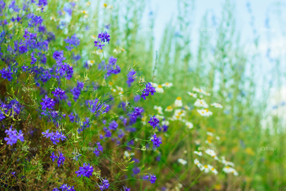 Wild summer flowers