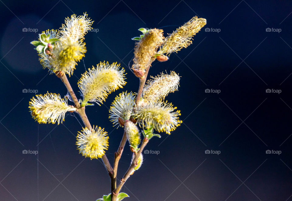 Plant at the water side