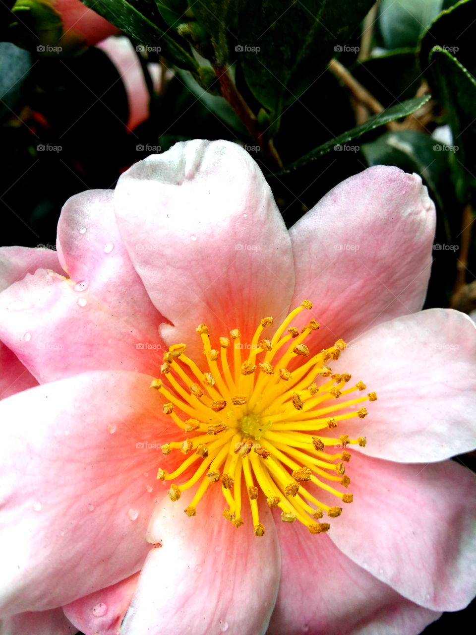 pink flower