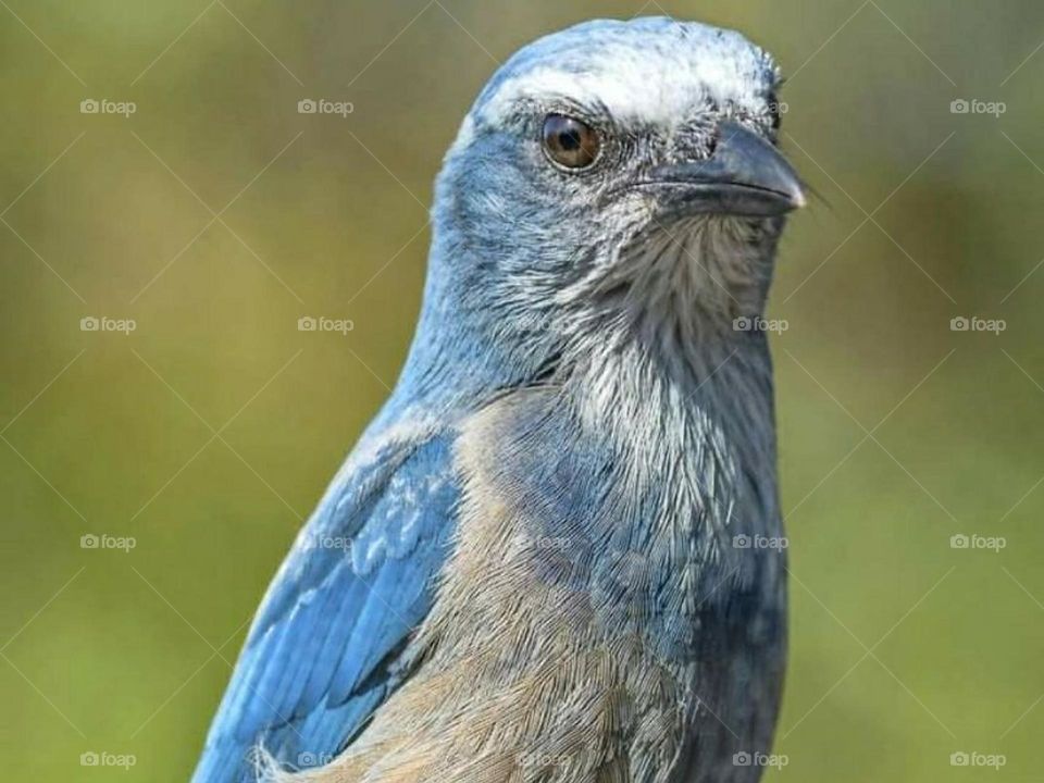 Unique bird 🐦 002