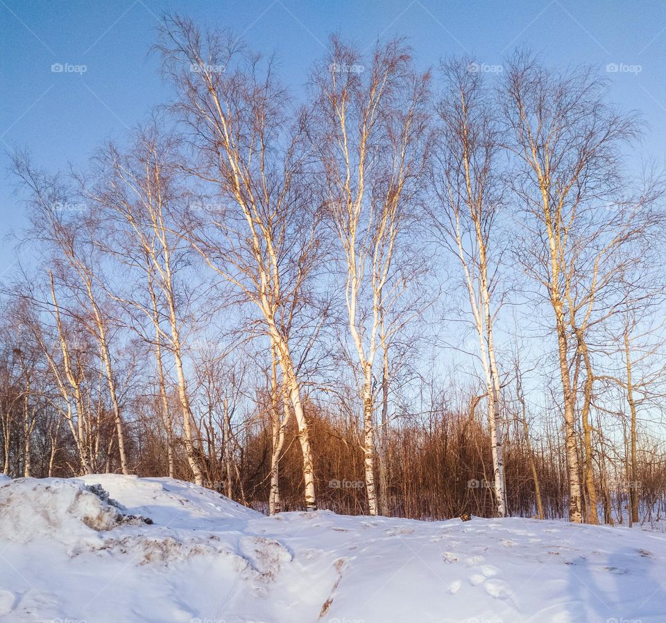 Trees in the sunset