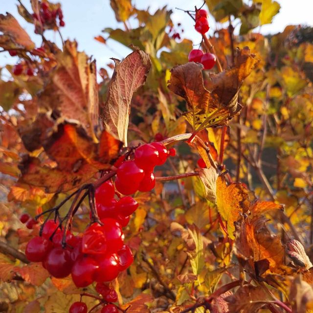 autumn colors