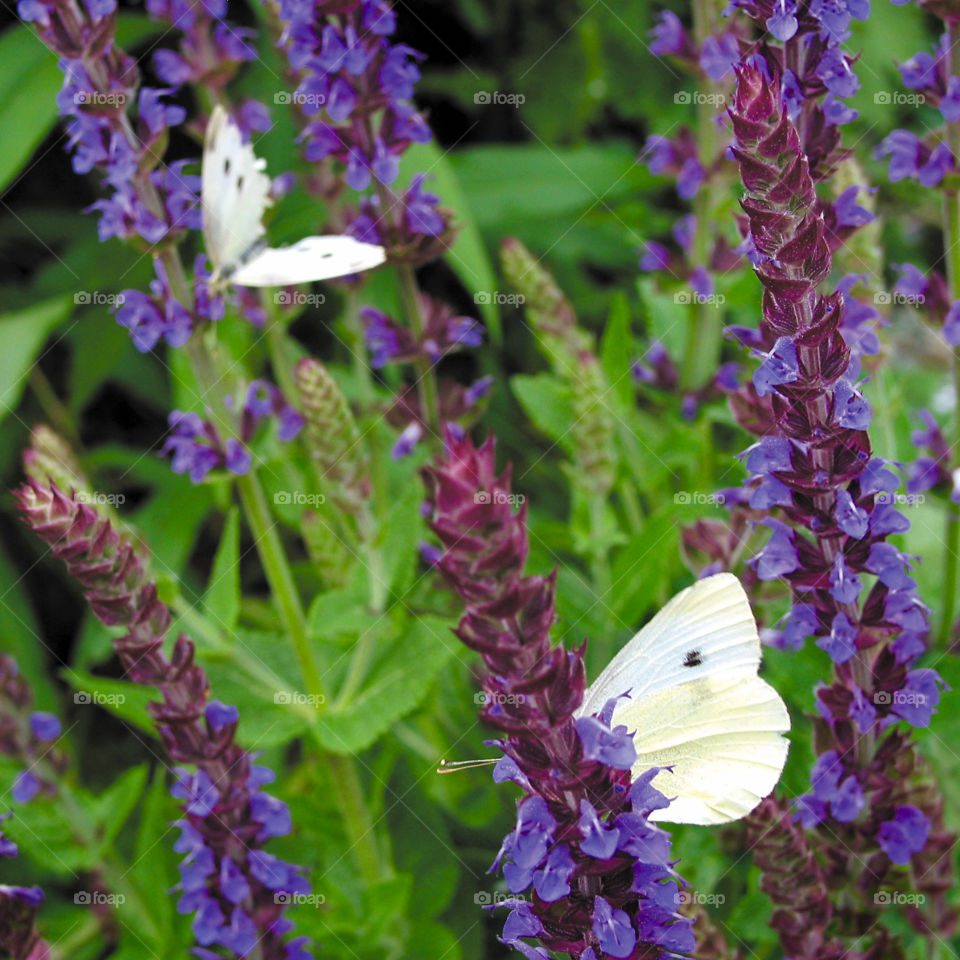 Butterflies on lavender