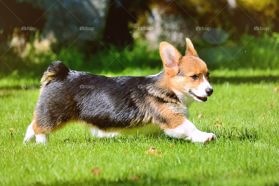 Running. A cute puppy playing