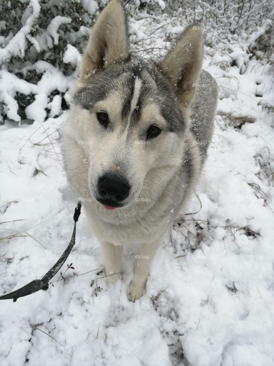 Siberian Husky Winter 2020