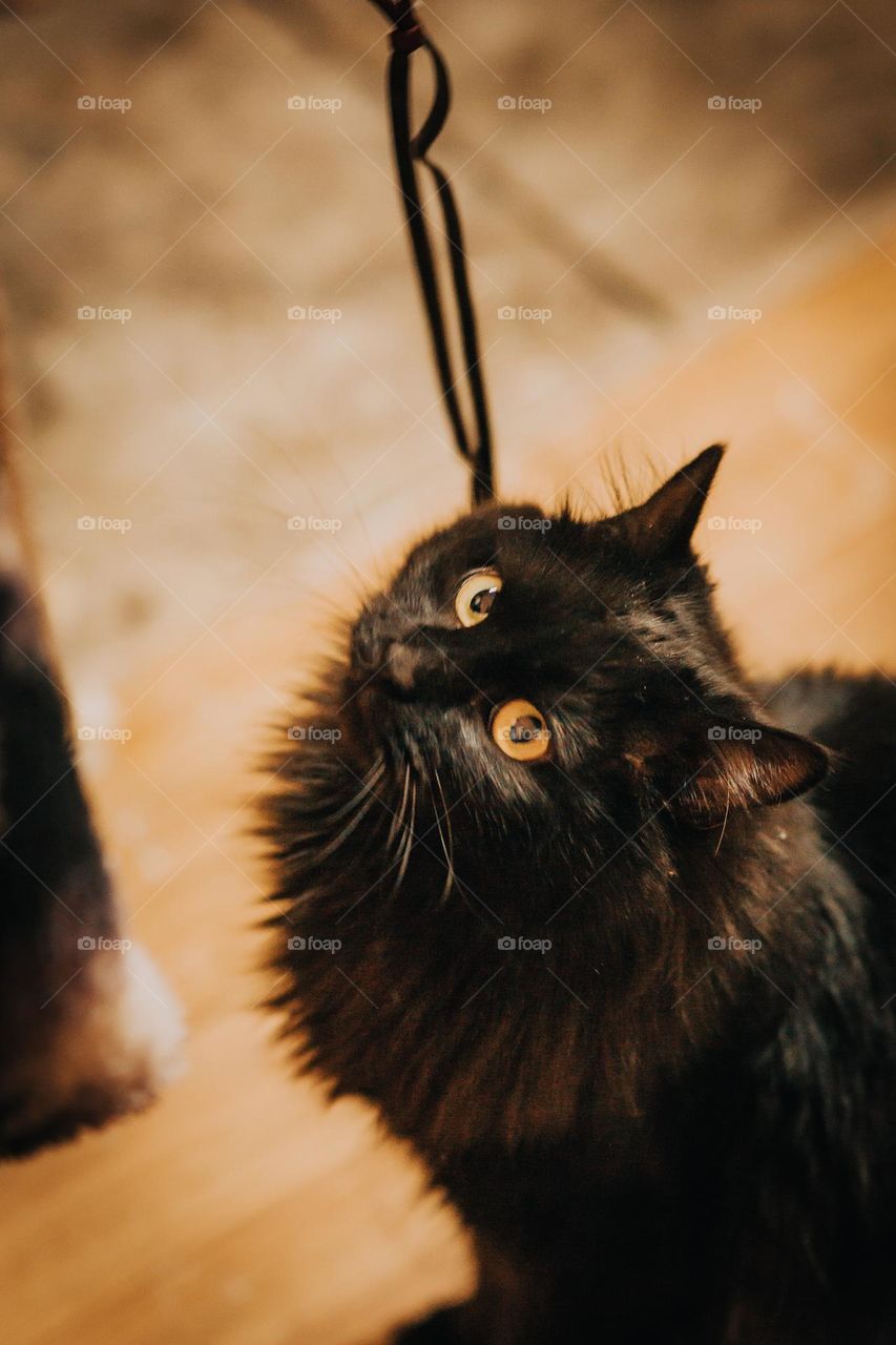 Good Kitty asking for treats.