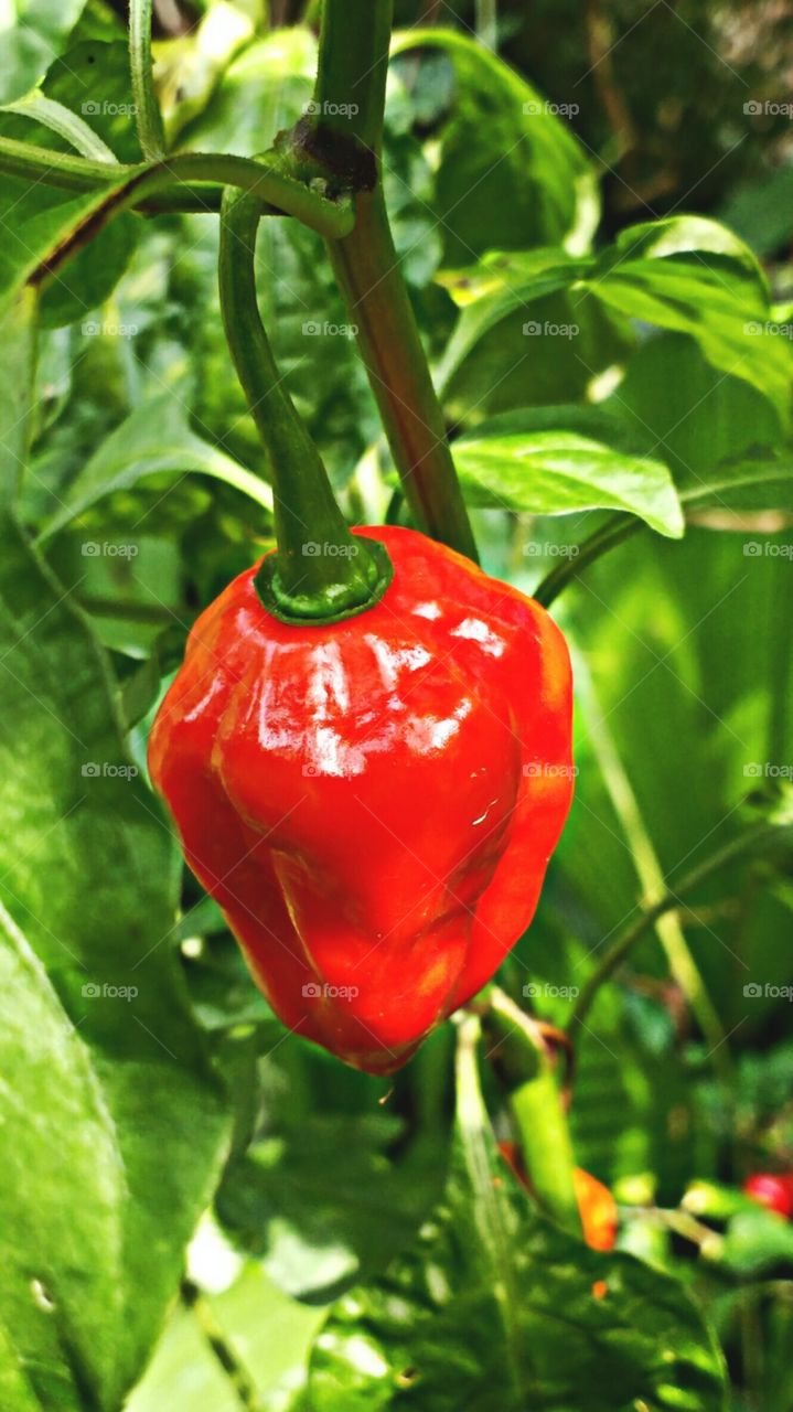 chilli