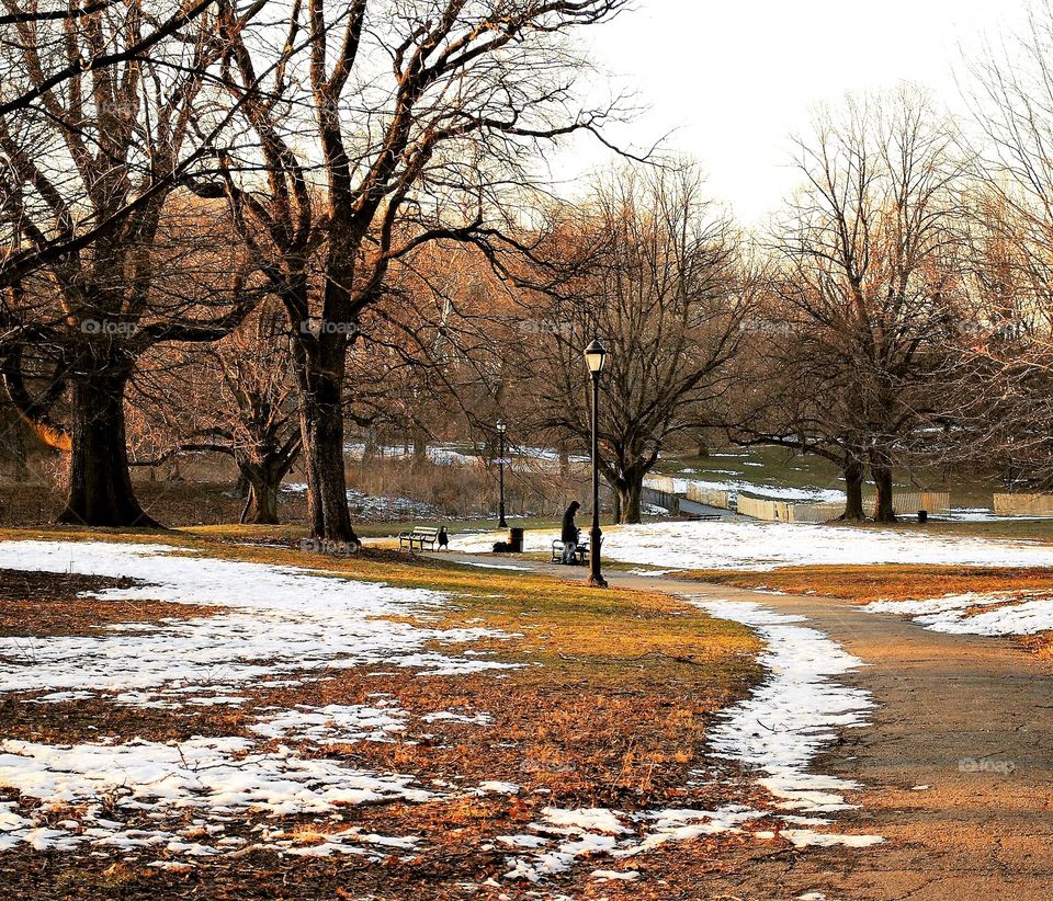 Park in the winter