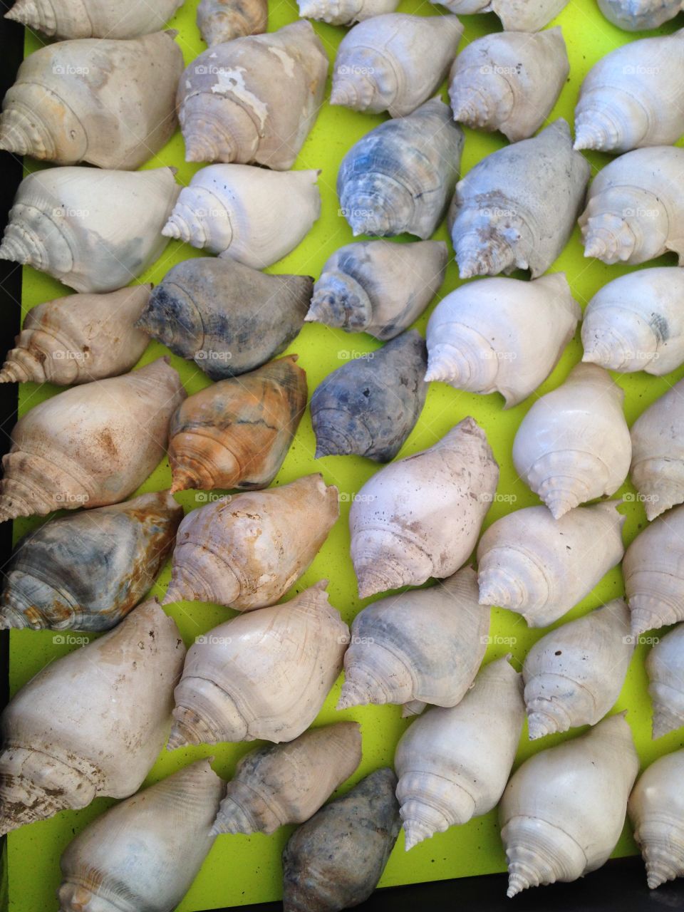 Sea shells 